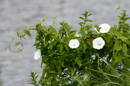 Zaunwinde, Bl&uuml;ten