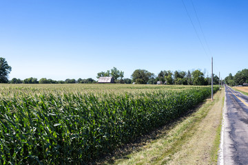 Cornfield next to road with blue sky