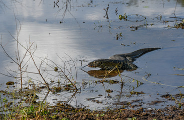 Monitor Lizard