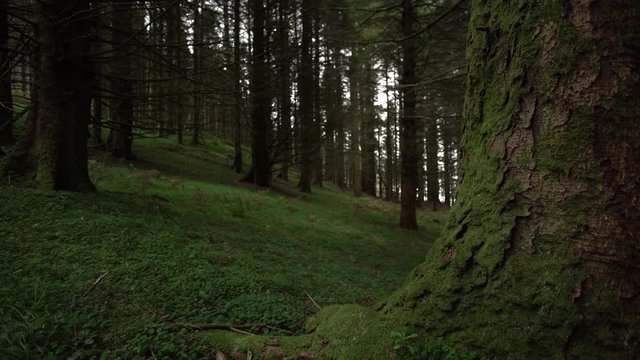 Tronc avec for&ecirc;t en arri&egrave;re-plan / A tree trunk with the forest in the background