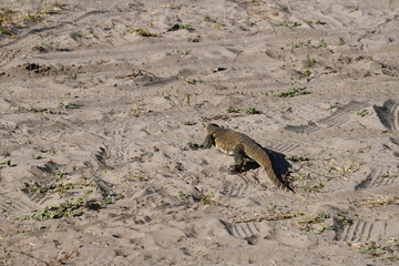 Monitor Lizard
