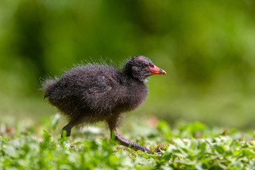 Obraz premium Juvenile Moorhen (Gallinula chloropus) in summer sunshine