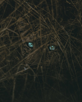 Dark leopard.