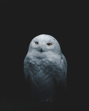 Curious snow owl.