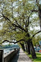 Street of the city of Krakow. The old Town. Public transport on the streets. Trams and buses. Polesha. City center.