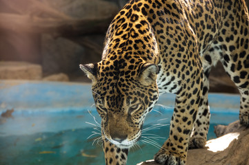 View of leopard