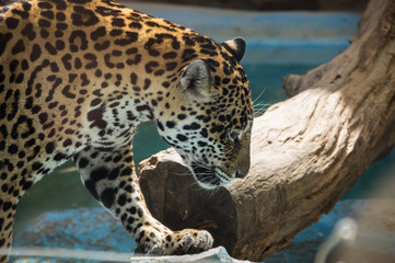View of leopard