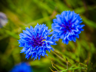 Poppies and cornflowers