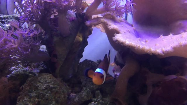 Clownfisch, Anemone, Anemonenfische 