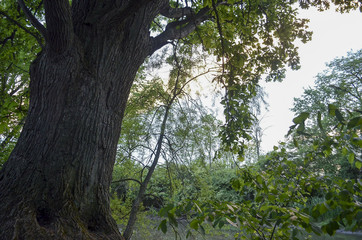 Fototapeta premium Tree by the River-bend 