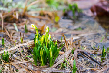 Wild snowdrops in the florest