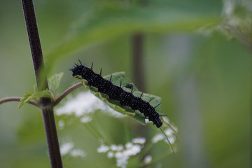 insects and flowers