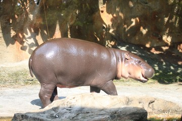 hippopotamus