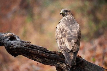 Buzzard perched on a branch