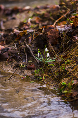 Wild snowdrops