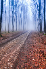 Naklejka premium Fog on the forest