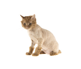 haircut of a red-headed cat bobtail