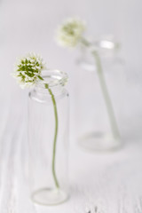 Summer mood with white clover on wooden table