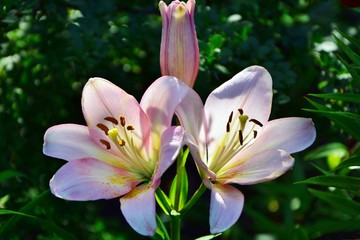 Delicate pink lilies on a Sunny summer day in the garden close-up.