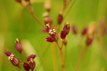 Obraz premium field flowers