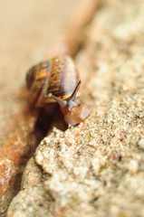 snail