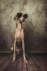 Portrait of little italian greyhound dog