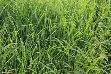 Санкт-Петербург