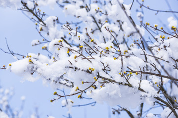 Flowers in the winter