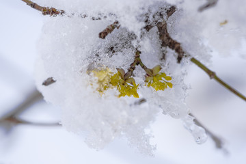 Flowers in the winter