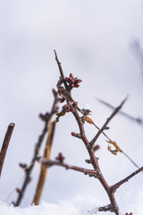 Flowers in the winter