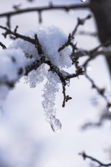 Plants on the winter