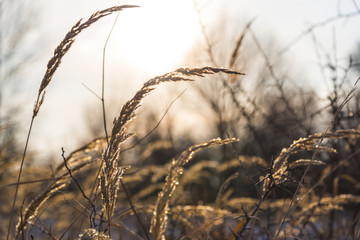 Fototapeta premium Plants on the winter