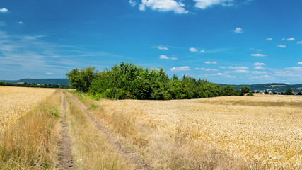 Fototapeta na wymiar The panorama of golden wheat field by summertime on background blue sky with clouds and trees.