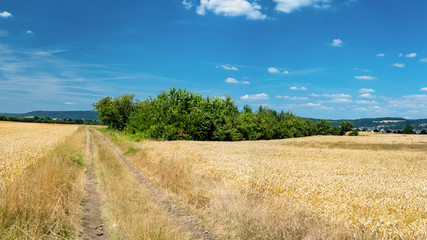 The panorama of golden wheat field  by summertime on background blue sky with clouds and trees.