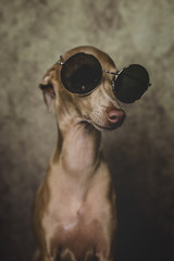 Portrait of little italian greyhound dog