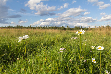 chamomiles on a background of a field and a blue sky with clouds