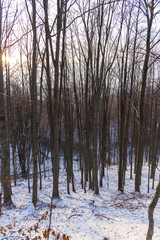 Winter inside of the forest