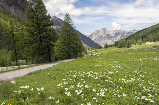 summer flowers and pine trees in valley behind ceillac in parc natural regional du queyras of haute provence