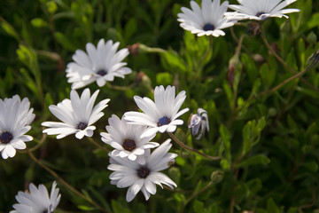 White Flower in Sao Miguel, Islas Azores, Portugal