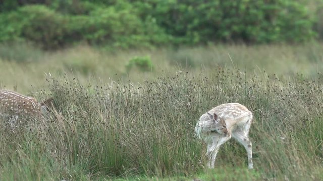 Jeune daim / Young fallow deer