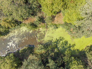 River with algae and duckweed inside forest. - 212505882