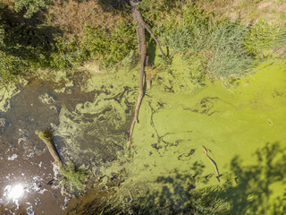 River with algae and duckweed inside forest.