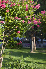 blooms of Lagerstroemia (tree with pink flowers) in the garden