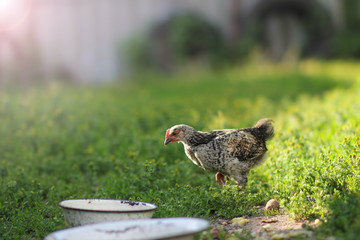 Naklejka na ściany i meble small chicken walking on the lawn on the farm