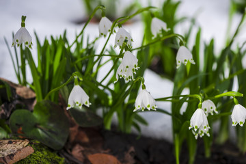 Snowdrops in the forest on the fresh snow