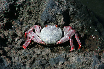 Rote Kliffkrabbe (Grapsus adscensionis)