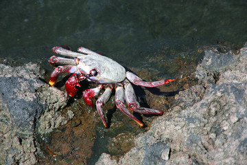 Rote Kliffkrabbe (Grapsus adscensionis)