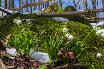 Snowdrops in the forest on the fresh snow