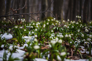 Wild crocus on the snow