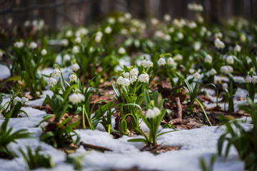 Wild crocus on the snow